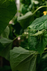 Real natural background: close-up of cucumber leaves and shoots in the greenhouse