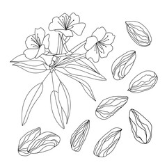 Fototapeta premium Set with almonds, leaves, flowers on a white background. Hand drawn vector illustration.