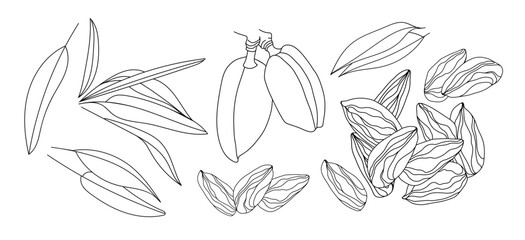 Set with almonds and leaves on a white background. Hand drawn vector illustration.