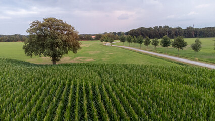 Panoramic aerial view shot by a drone of a Green corn maize field in early stage panoramic showing the lines of young corn shoots on big field. High quality photo