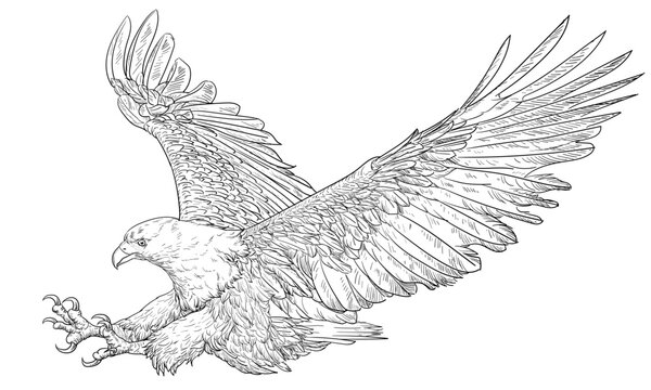 Eagle landing swoop attack hand drawn doodle monochrome vector