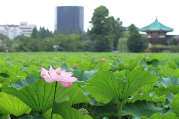 lotus blossom