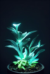Bioluminescent plants, glow in the dark