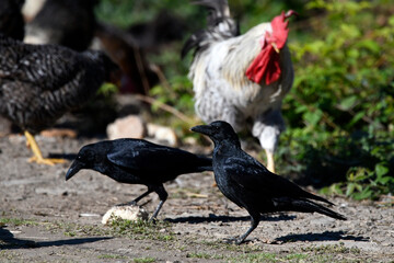 Carrion Crow at a chicken coop // Aaskrähe, Rabenkrähe (Corvus corone) an einem Hühnerstall