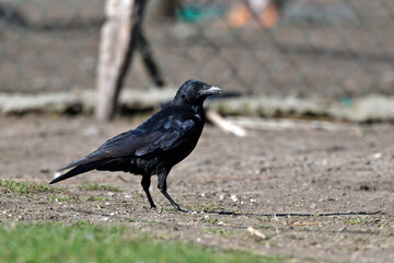 Carrion Crow at a chicken coop // Aaskrähe, Rabenkrähe (Corvus corone) an einem Hühnerstall