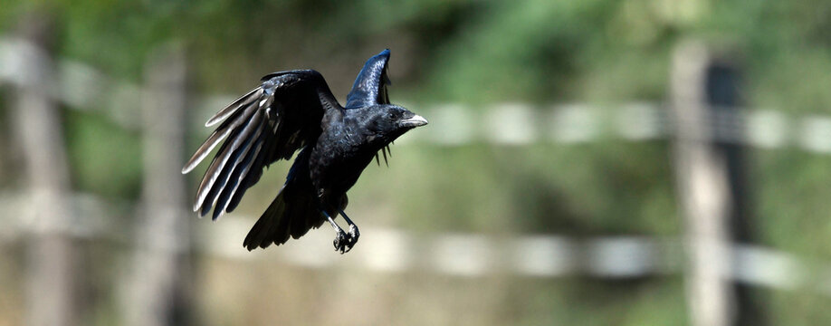 flying Carrion Crow // fliegende Aaskr&auml;he, Rabenkr&auml;he (Corvus corone)