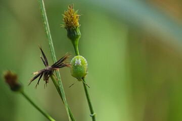 Small insect on green leaves 