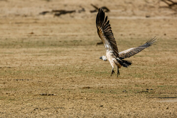 White backed Vulture in flight taking off in Kgalagadi transfrontier park, South Africa; Specie Gyps africanus family of Accipitridae
