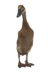 Yellow duck