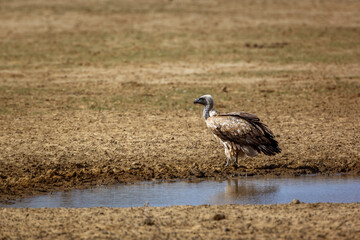White backed Vulture standing at waterhole in Kgalagadi transfrontier park, South Africa; Specie Gyps africanus family of Accipitridae