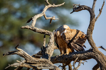 Tawny Eagle preening on a log in Kgalagadi transfrontier park, South Africa ; Specie Aquila rapax family of Accipitridae