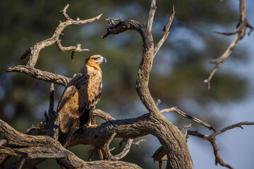 Tawny Eagle standing on a log in Kgalagadi transfrontier park, South Africa ; Specie Aquila rapax family of Accipitridae