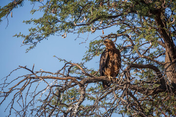 Tawny Eagle adult standing on a tree in Kgalagadi transfrontier park, South Africa ; Specie Aquila rapax family of Accipitridae