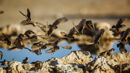 Flock of Sociable Weaver in flight over waterhole in Kgalagadi transfrontier park, South Africa; specie Philetairus socius family of Ploceidae