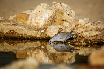 Ring-necked Dove side view drinking in waterhole with reflection in Kgalagadi transfrontier park, South Africa ; Specie Streptopelia capicola family of Columbidae