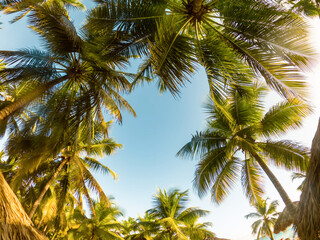 Fototapeta na wymiar Tropical Background with palm
