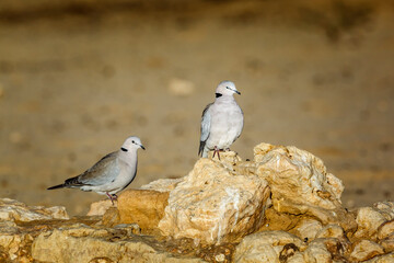 Two Ring-necked Dove standing on rock in desert area in Kgalagadi transfrontier park, South Africa ; Specie Streptopelia capicola family of Columbidae