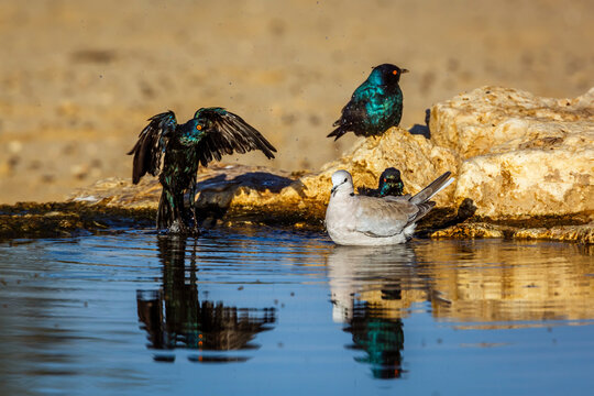 Ring-necked Dove and Cape Glossy Starling in waterhole in Kgalagadi transfrontier park, South Africa ; Specie Streptopelia capicola and Lamprotornis nitens