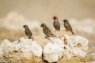 Four Red headed Finch standing on rock in Kgalagadi transfrontier park, South Africa in Kgalagadi transfrontier park, South Africa; specie Amadina erythrocephala family of Estrildidae