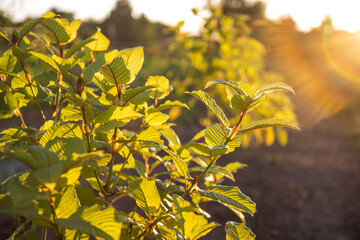 Kratom leaves contain chemicals that act on the nervous system.