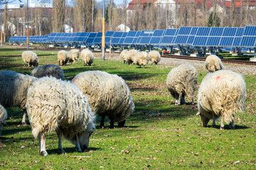 flock of sheep grazing at a solar farm generating green energy