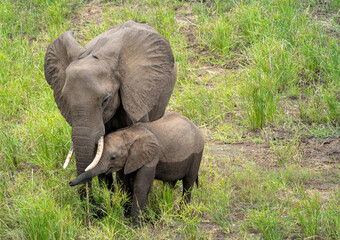 Naklejka na ściany i meble Wild Elephants in the Kruger National Park South Africa, portrait, herd, tusks, trunks