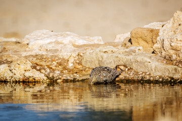 Namaqua sandgrouse female drinking at waterhole in Kgalagadi transfrontier park, South Africa; specie Pterocles namaqua family of Pteroclidae