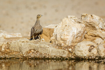 Namaqua sandgrouse female standing at waterhole in Kgalagadi transfrontier park, South Africa; specie Pterocles namaqua family of Pteroclidae