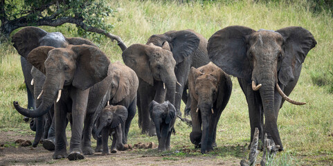 Wild Elephants in the Kruger National Park South Africa, portrait, herd, tusks, trunks