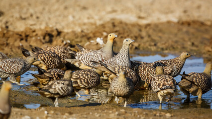 Flock of Namaqua sandgrouse drinking in waterhole in Kgalagadi transfrontier park, South Africa; specie Pterocles namaqua family of Pteroclidae