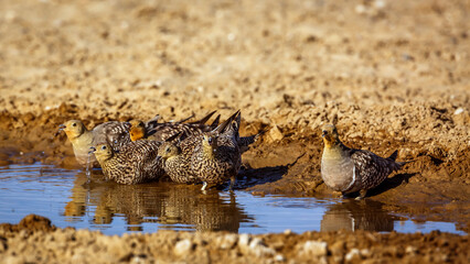 Group of Namaqua sandgrouse male and female drinking at waterhole in Kgalagadi transfrontier park, South Africa; specie Pterocles namaqua family of Pteroclidae