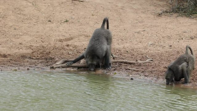 Chacma baboons drinking at the waterhole