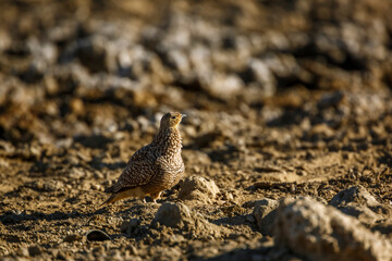 Namaqua sandgrouse female walking in dry land in Kgalagadi transfrontier park, South Africa; specie Pterocles namaqua family of Pteroclidae