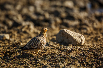 Namaqua sandgrouse male walking in dry land in Kgalagadi transfrontier park, South Africa; specie Pterocles namaqua family of Pteroclidae