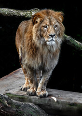 Fototapeta na wymiar Lion male on the beam. Latin name - Panthera leo