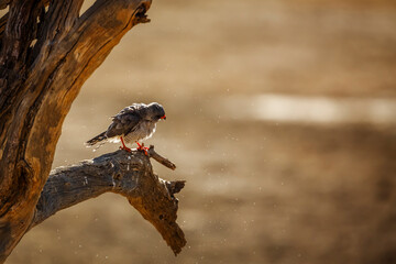 Gabar Goshawk shaking after bath in Kgalagadi transfrontier park, South Africa; specie  Micronisus gabar family of Accipitridae