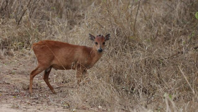 Red duiker flicking his tail