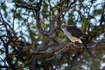 Gabar Goshawk juvenile standing on a branch in Kgalagadi transfrontier park, South Africa; specie  Micronisus gabar family of Accipitridae