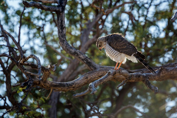 Gabar Goshawk juvenile standing on a branch in Kgalagadi transfrontier park, South Africa; specie  Micronisus gabar family of Accipitridae