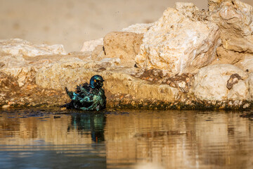 Cape Glossy Starling bathing in waterhole in Kgalagadi transfrontier park, South Africa; Specie Lamprotornis nitens family of Sturnidae