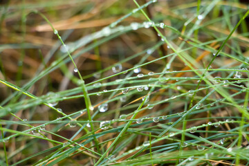 Obraz premium Small drops of rain water on green grass. Drops of water on the grass. Raindrops on the lawn.
