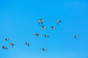 Flock of Burchell's Sandgrouse in flight isolated in blue sky in Kgalagadi transfrontier park, South Africa; specie Pterocles burchelli family of Pteroclidae