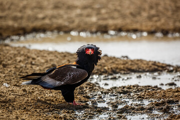 Bateleur Eagle drinking at waterhole in Kgalagadi transfrontier park, South Africa ; Specie Terathopius ecaudatus family of Accipitridae