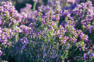 Blooming heather flowers