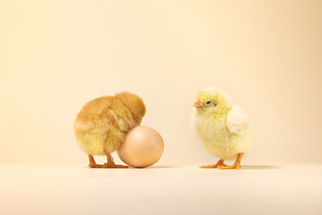 three baby chickens. two little chickens. chicken and eggs. little chickens