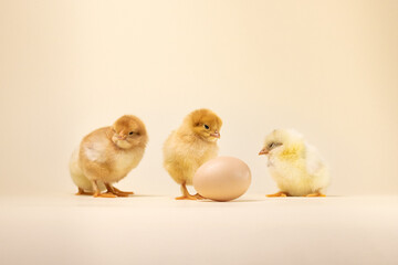 three baby chickens. two little chickens. chicken and eggs. little chickens