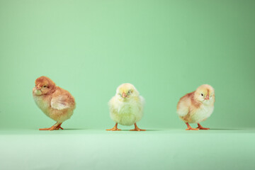 three baby chickens. two little chickens. chicken and eggs. little chickens