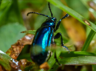 Altica sp. Beetle