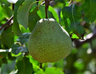 pear on tree