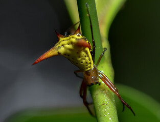 Micrathena sagittata